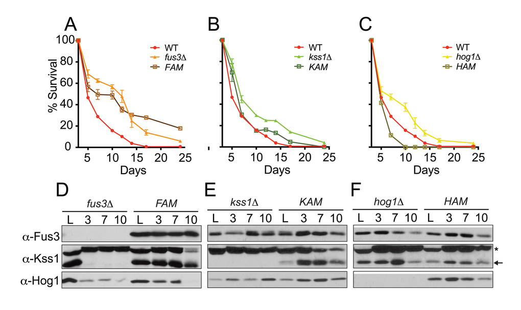 Cells expressing activation site mutant forms of Fus3 or Hog1 exhibit distinctive survival decay phenotypes. (A-C) qCLS assay comparing the survival decay of MAPK activation site mutants versus single MAPK gene deletions (overlaid from Figure 2, conducted on same plates). Error bars throughout the figure represent the standard deviation across 3 analytical replicate experiments. (D-F) Western blot analysis of MAPK protein levels in cells harvested from experiments A-C. Activation site mutants are indicated as follows: FAM, Fus3T180A,Y182F; KAM, Kss1T183A,Y185F; and HAM, Hog1T174A,Y176F. Notably, Kss1 is absent from quiescent fus3Δ but not FAM cells. (*) A non-specific band above Kss1 is common to western blots with this antibody.