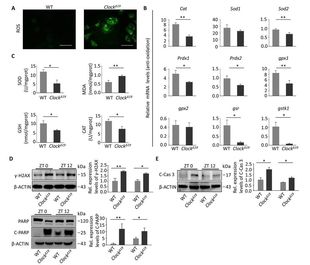 ClockΔ19 mice exhibit oxidative damage and DNA damage. (A) ROS activities were detected in the primary hepatocytes of WT and Clock∆19 mice (n=4 for all groups). (B) Relative expression of oxidation-related genes in WT and ClockΔ19 mice. Data were analyzed by Student’s t-test and displayed as the mean ± S.E.M. (n=4). **, P; *, P. (C) SOD, MDA, GSH and CAT activities were analyzed in liver tissue homogenate from WT and Clock∆19 mice (n=4). **, PPD) Immunoblots of γ-H2AX and PARP in mouse liver tissues at ZT0 and ZT12. The spliced form of PARP (C-PARP) indicates DNA damage. Note that γ-H2AX was activated in Clock∆19 mice (n=4). **, P  0.01 and *, P  0.05 versus control. n=4 mice per group. (E) Immunoprecipitation of activated Caspase 3 (Cleaved-Caspase 3), which is activated in response to liver cell apoptosis activity. Mice had the same treatment as in (D). (n=4). **, P P 