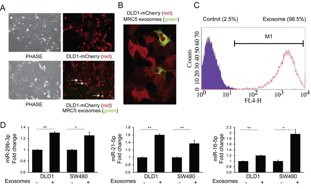 Fibroblast exosomes are taken up by CRC cells resulting in increased miRNA levels. (A) Culture of mCherry-tagged DLD1 cells (red) in the absence (top) or presence (bottom) of DiO-labelled MRC5 exosomes (green), visualized by fluorescence microscopy (10x). Co-localization of exosomes with cells is demonstrated by arrows. (B) Culture of mCherry-DLD1 cells with DiO-labelled MRC5 exosomes visualized by confocal microscopy (60x), demonstrating the presence of exosomes within cells. (C) Flow cytometry of DLD1 cells (control) and DLD1 cells co-cultured with MRC5 exosomes (exosome). The proportion of cells under the M1 region is given as a percentage. (D) Co-culture of MRC5 exosomes with DLD1 and SW480 cells with resultant increase in miR-29b-3p, miR-21-5p and miR-16-5p. Data is presented as mean +/- SEM. Paired t-test: * ppp