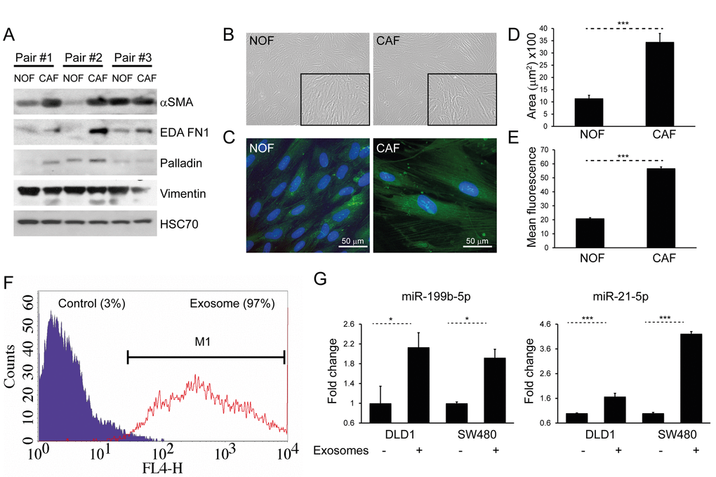 CAFs and NOFs are biochemically and morphologically different and CAF exosomes can also be transferred to CRC cells. (A) Western blot of paired primary NOFs and CAFs for myofibroblastic markers alpha-smooth muscle actin (α-SMA), fibronectin ED-A (ED-A FN1), palladin and vimentin. HSC-70 was used as an equal loading control. (B) Light microscopy of representative primary NOF and CAF cells (10x). (C) Fluorescence microscopy demonstrating phalloidin staining of F-actin filaments (green), counterstained with DAPI (blue; 40x). (D) Mean surface area and (E) intensity of phalloidin staining in a representative NOF-CAF pair. (F) Flow cytometry of DLD1 cells (control) and DLD1 cells co-cultured with CAF exosomes (exosome). The proportion of cells under the M1 region is given as a percentage. (G) Co-culture of CAF exosomes with DLD1 and SW480 cells with resultant increase in miR-199b and miR-21-5p. Data is presented as mean +/- SEM. Student’s t-test (D, E) or paired t-test (F, G): * ppp