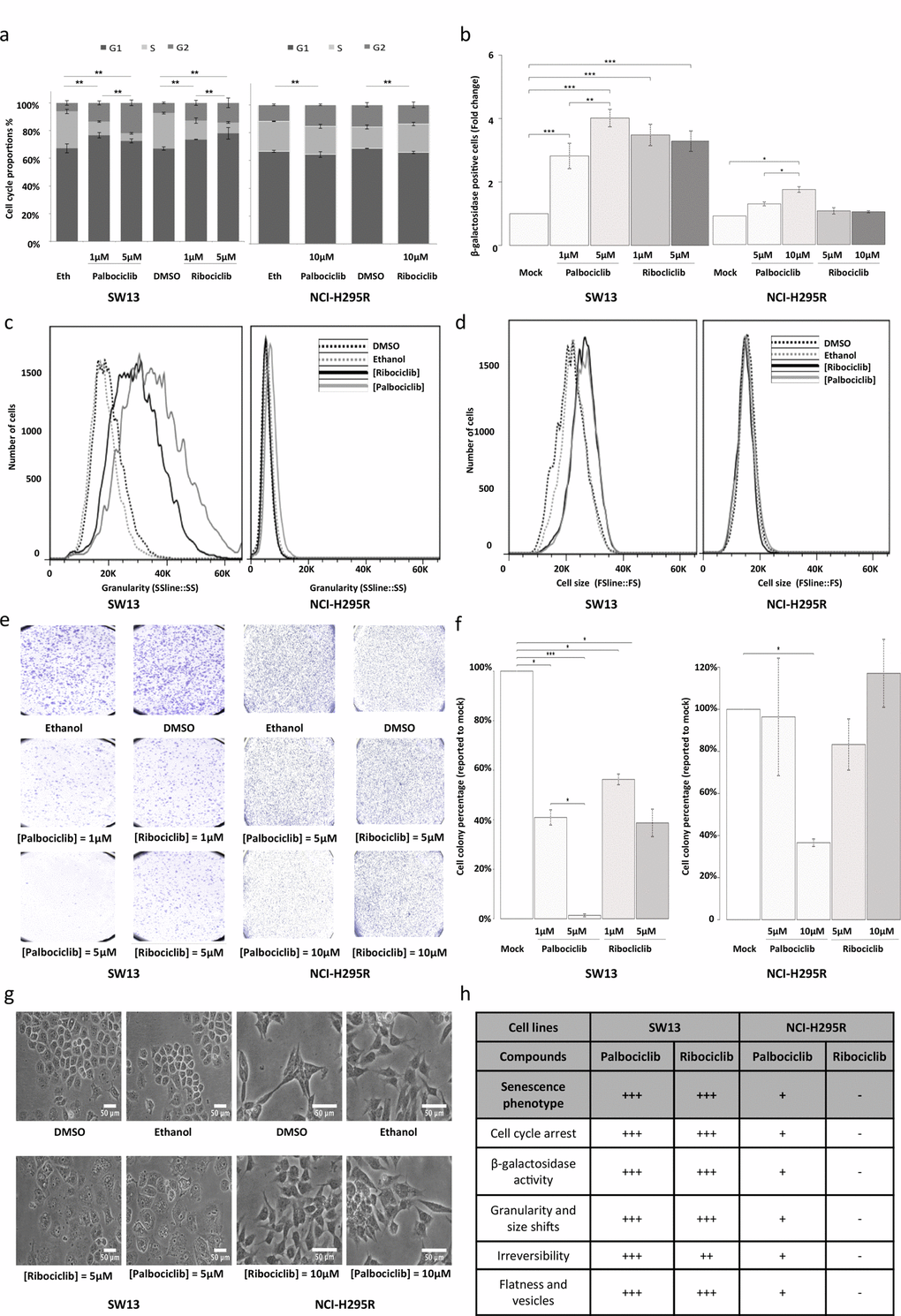 Senescence features induced by ribociclib and palbociclib. (a) Cumulative bar chart showing the proportion of SW-13 and NCI-H295R treated cells in G1, S and G2/M cell cycle phases. (b) β-galactosidase activity is used as marker of senescence. The number of cells with β-galactosidase activity after treatment with ribociclib or palbociclib was counted and related to the number of cells with β−galactosidase activity after treatment with the vehicle only (DMSO or ethanol, respectively). Mean ratio and standard deviation were estimated from three independent experiments. (c) Flow cytometry analyses showing granularity of SW-13 and NCI-H295R cells treated with either palbociclib or ribociclib. Granularity is estimated by measuring the Side Scatter values (on the X-axis). (d) Flow cytometry analyses showing cell size of SW-13 and NCI-H295R treated with either palbociclib or ribociclib. Cell size is estimated by measuring the Side Scatter values (on the X-axis). (e) Colonies formed by SW-13 and NCI-H295R cells after coloring with crystal violet during the clonogenic assay. (f) The number of cell colonies formed after treatment with ribociclib or palbociclib was counted and related to the number of colonies formed after treatment with the vehicle only (DMSO or ethanol, respectively). The mean and standard deviation of percentage of colonies (compared to mock treatment) were estimated with three independent experiments. (g) Images in phase contrast showing the change of cell morphology of SW-13 and NCI-H295R cells upon treatment with either palbociclib or ribociclib. (h) Table summarizing the main aspects of senescence in both cell lines when treated with either palbociclib or ribociclib. For (b) and (f), *PPP