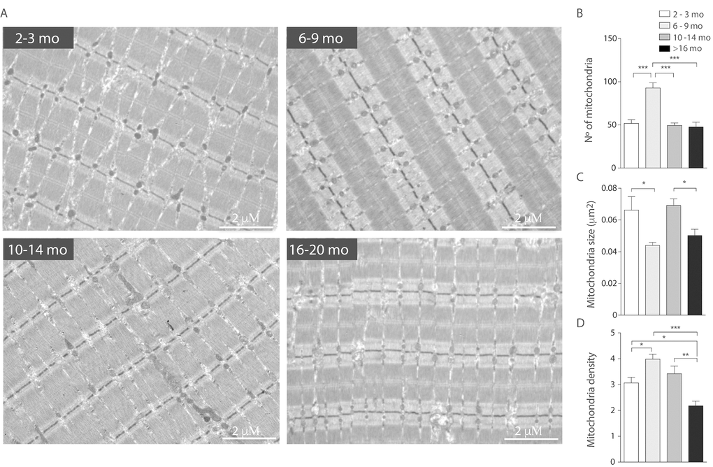 Decreased mitochondrial size and density in aged mice. Each bar represents the mean ± SD. *pA) Representative images of electron microscopy from FDB longitudinal slices from mice from the different groups (B) number of mitochondria per image area (98 μm2) is significantly increased in the adult group. (C) Mitochondria size is significantly diminished in the young and old groups (D) mitochondrial density, given by area of mitochondria/ area of tissue significantly decreased in old stages of life in mice.