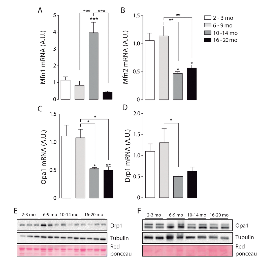 mRNA levels of proteins involved in mitochondrial dynamics vary during the aging process. *pA) mRNA levels of Mfn1 significantly increased in the adult group. (B) mRNA levels of Mfn2 are significantly decreased in the older groups (10-14 mo and 16-20 mo) (C) mRNA levels of Opa1 are significantly decreased in the older groups (10-14 mo and 16-20 mo) (D) mRNA levels of Drp1 are significantly decreased in the 10-14 mo group. (E) mRNA levels of Fis1 are significantly decreased in the 10-14 mo group. (F) and (G) Representative Western blots of Drp1 and Opa1 respectively.