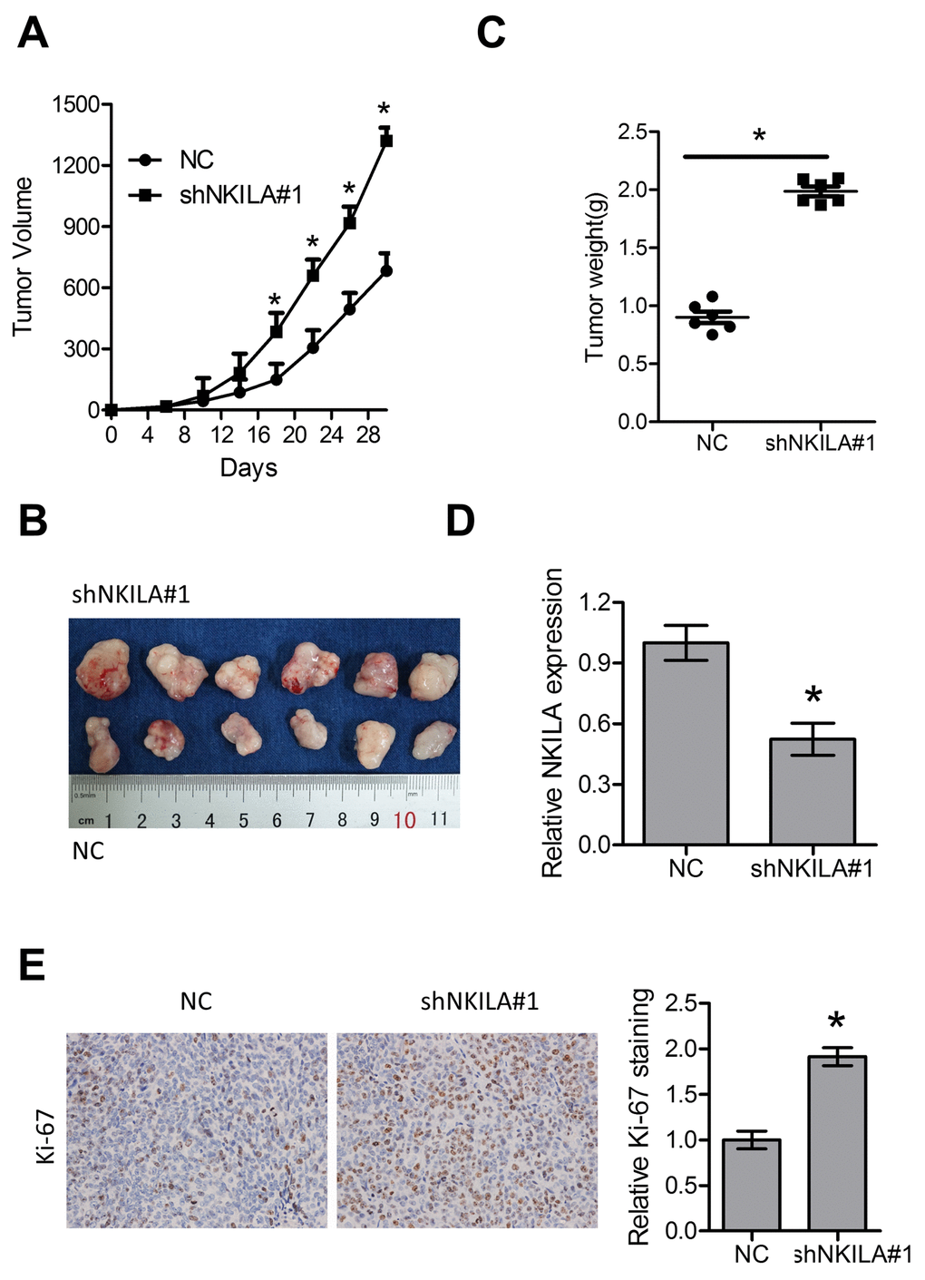 Knockdown of NKILA promotes tumor growth in nude mice. (A) Tumor growth curve of Eca109 cells after knockdown of NKILA. (B) The dissected tumors from the nude mice was photographed. (C) Weight of dissected tumors was recorded. (D) Expression level of NKILA in the dissected tumors was detected by qPCR. (E) Immunohistochemical analysis of Ki-67 in the dissected tumors. Left panel was representative images and right panel was statistical quantification. Data in A, C, D and E represents the mean ± SD of six mice. *P 