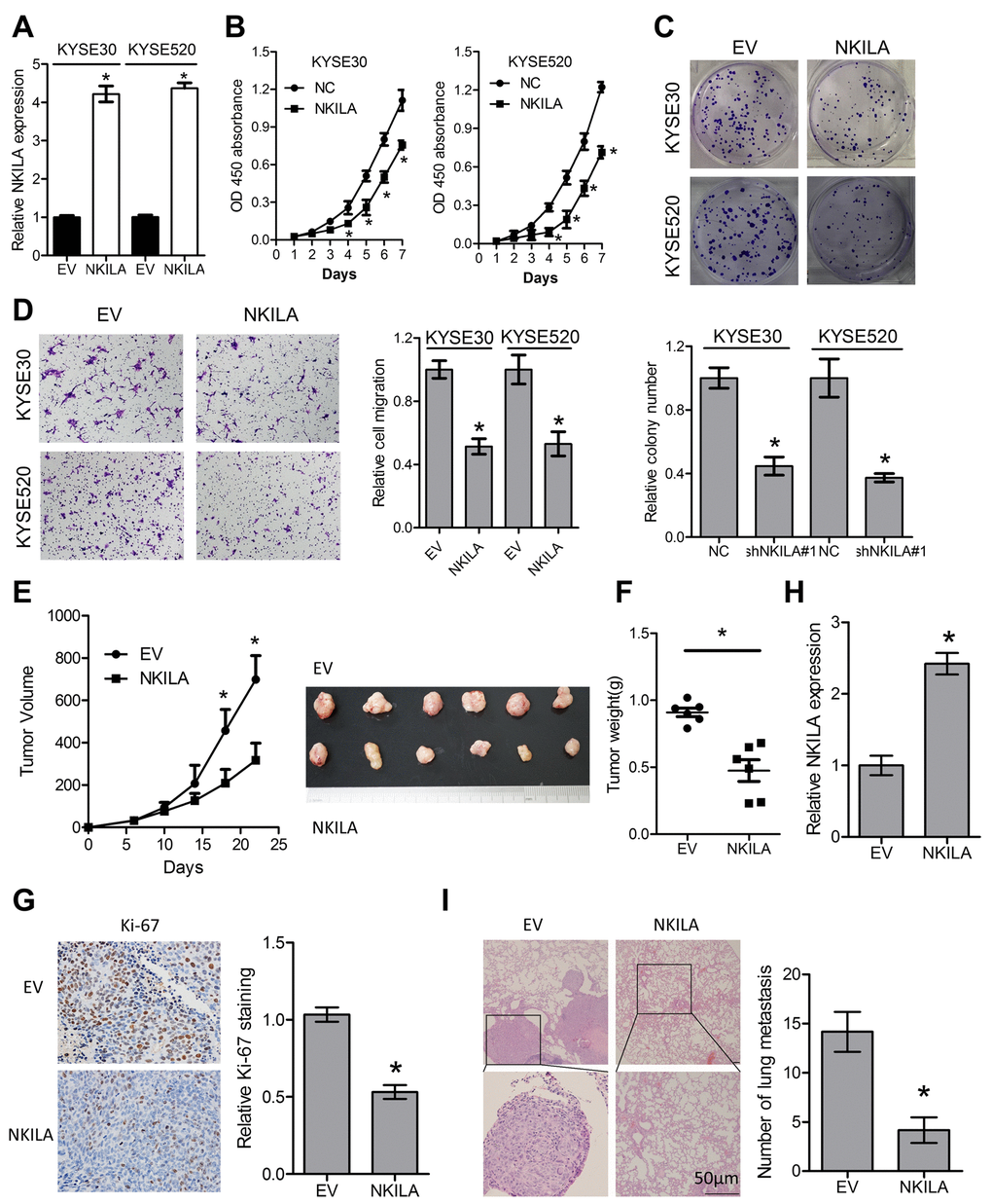 Enforced NKILA expression inhibits proliferation and metastasis in ESCC cells. (A) Overexpression of NKILA in KYSE30 and KYSE520 cells was confirmed by qPCR assays. (B) CCK-8 assays of KYSE30 and KYSE520 cells after overexpression of NKILA. (C) Colony formation assays of KYSE30 and KYSE520 cells after overexpression of NKILA. Upper panel was representative images and lower panel was statistical quantification. (D) Migration assays of KYSE30 and KYSE520 cells after overexpression of NKILA. Left panel was representative images and right panel was statistical quantification. (E) Tumor growth curve of KYSE30/EV and KYSE30/NKILA cells. The dissected tumors from the nude mice was photographed. (F) Weight of dissected tumors was recorded. (G) Immunohistochemical analysis of Ki-67 in the dissected tumors. Left panel was representative images and right panel was statistical quantification. (H) Expression level of NKILA in the dissected tumors was detected by qPCR. (I) Representative H&E staining of lung tissue sections formed by KYSE30/EV and KYSE30/NKILA cells. Scale bars: 50μm. The micro-metastasis in the lung was numbered. Data in A, B, C and D represents the mean ± SD of three repeated experiments. Data in E, F, G, H and I represents the mean ± SD of six mice. *P 