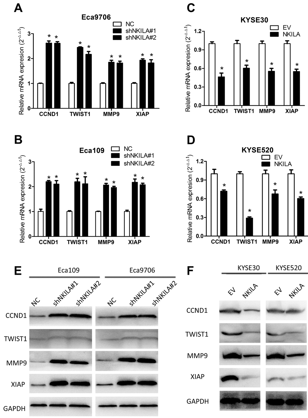 NKILA suppresses expression of several NF-κB target genes in ESCC cells. (A, B) qPCR analysis of NF-κB target genes in Eca109 and Eca9706 cells after knockdown of NKILA. (C, D) qPCR analysis of NF-κB target genes in KYSE30 and KYSE520 cells after overexpression of NKILA. (E) Immunoblotting of CCND1, TWIST1, MMP9, XIAP in Eca109 and Eca9706 cells after knockdown of NKILA. (F) Immunoblotting of CCND1, TWIST1, MMP9, XIAP in KYSE30 and KYSE520 cells after overexpression of NKILA. Data in A, B, C and D represents the mean ± SD of three repeated experiments. *P 