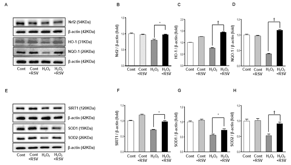 Effects of resveratrol in HK2 cells. Representative western blots of Nrf2, HO-1 and NQO-1 protein levels (A) and SIRT1, SOD1 and SOD2 protein levels (E). The Nrf2 was increased in the RSV group compared to H2O2 group (B). HO-1 as well as NQO-1 were significantly increased in the RSV group (C, D). Also, the expression of SIRT1 was significantly increased in the RSV group (F). Both SOD1 and SOD2 were higher in the RSV group than the H2O2 group (G, H). Quantitative analysis of the results is shown (*PP