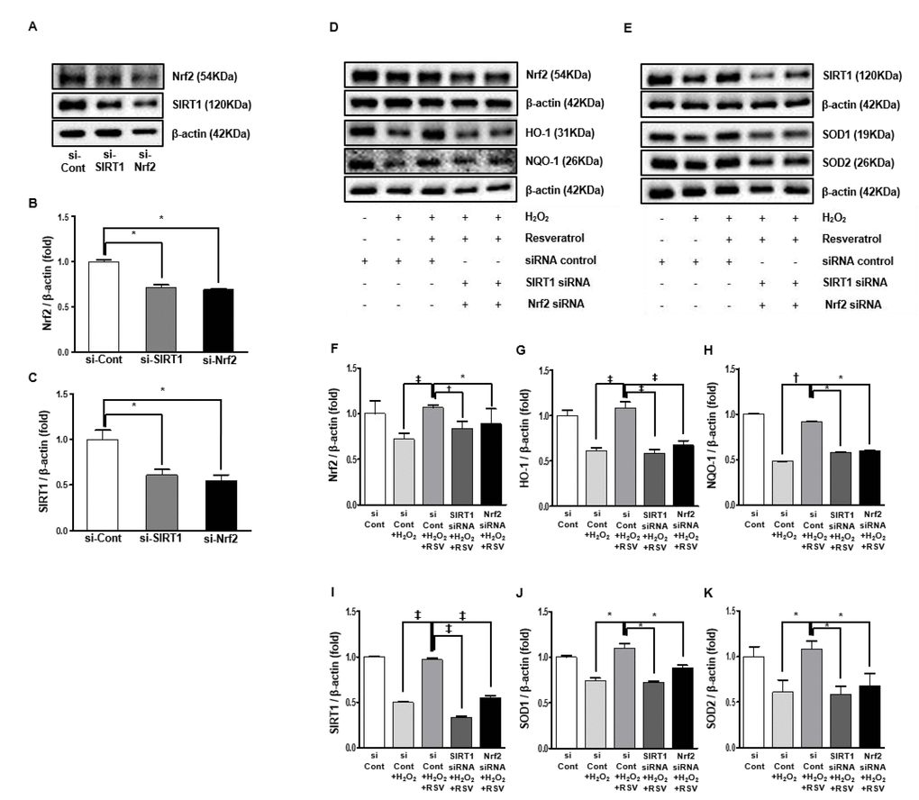 Small interfering RNA in HK2 cells. Representative western blots of Nrf2 and SIRT1 protein levels by transfected siRNA for Nrf2 and SIRT1 (A). Protein expression of Nrf2 and SIRT1 by transfection with siNrf2 and siSIRT1 were suppressed than the control group (B, C). Representative western blots of Nrf2, HO-1 and NQO-1 protein levels (D) and SIRT1, SOD1 and SOD2 protein levels by transfection with Nrf2 and SIRT1 (E). In groups with siNrf2 and siSIRT1 treated with resveratrol in exposure to H2O2 media, Nrf2, HO-1 and NQO-1 protein expressions were lower compared to the resveratrol group exposed H2O2 media (F-H). Similarly, the resveratrol-induced increase in protein levels of SIRT1, SOD1 and SOD2 were inhibited by siNrf2 and siSIRT1 (J-K). Quantitative analysis of the results is shown (*PPP