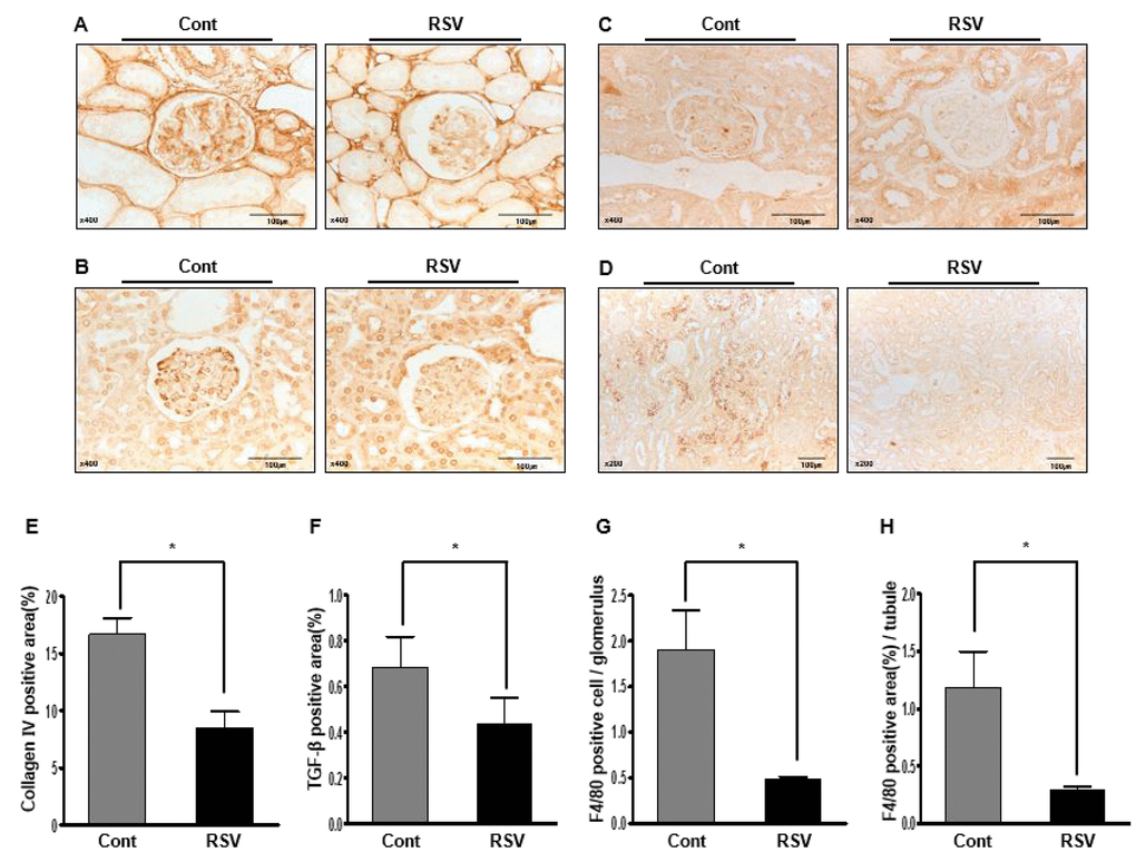 Effects of resveratrol on the renal phenotypes of collagen IV (Col IV), TGF-β1 and F4/80. Immunohistochemical staining with Col IV, TGF-β1, and F4/80 in RSV and control (Cont) groups. Representative images of Col IV and TGF-β1 in aging kidney glomerulus (A, B; original magnification ×400) are shown. In addition, the F4/80-positive cells in glomeruli and F4/80-positive areas in the tubules (C, D; original magnification ×400) are shown. Expression of Col IV and TGF-β1 was decreased in the RSV group (E, F). F4/80-positive cells in glomeruli and positive areas in the tubules were observed as significantly smaller in the RSV group (G, H) (*P