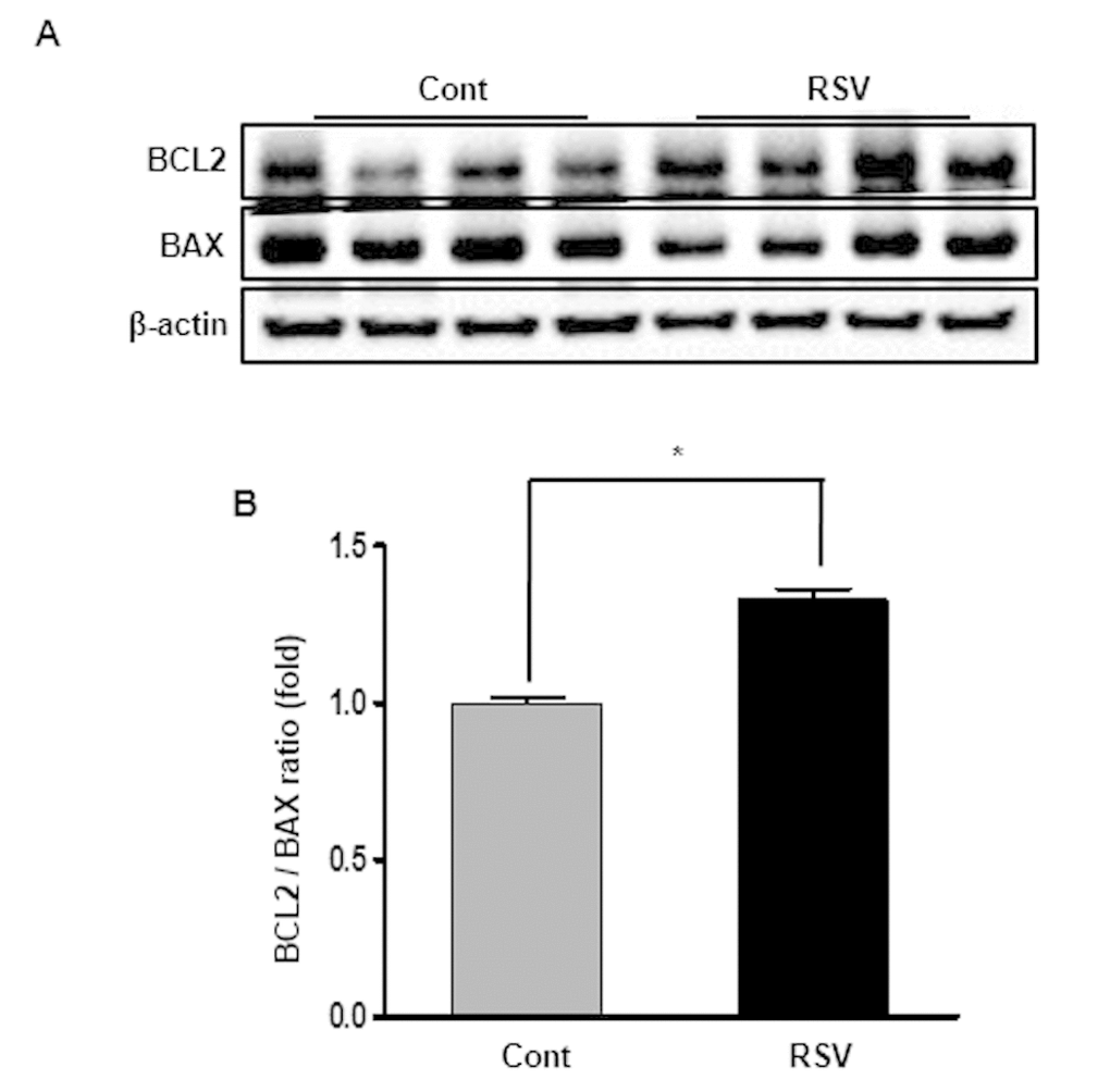 Effects of resveratrol on the expression of BCL2 and BAX proteins. Representative western blot analysis of BCL-2 and BAX expression (A). BCL-2 protein levels were increased in the RSV group, while BAX protein levels were not different between the two groups (B). Quantitative analysis of the results is shown (*P