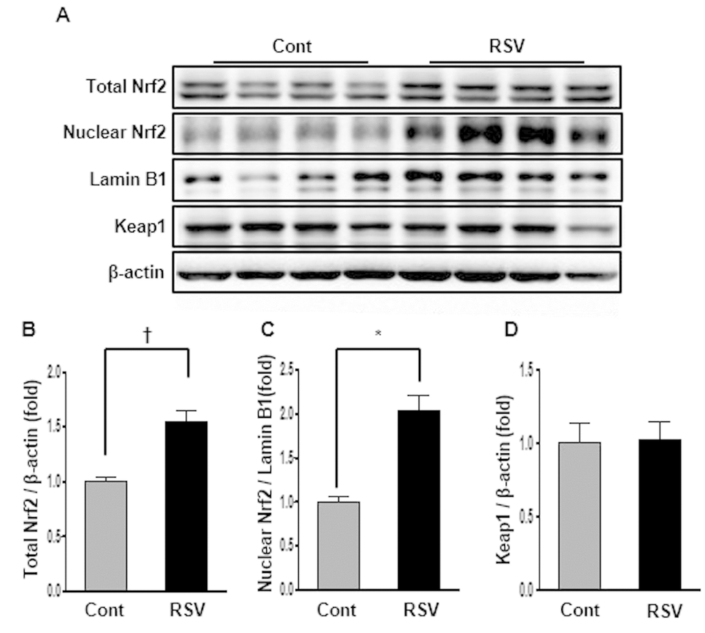 Effects of resveratrol on the expression of Nrf2-related proteins. Representative western blot analysis of Nrf2 expression in total and nuclear proteins, and Keap1 expression in total protein (A). The results showed that the total and nuclear Nrf2 protein levels were decreased in the RSV group compared to that in the control (Cont) group (B, C). There were no differences in Keap1 protein expression between both groups (D). Quantitative analysis of the results is shown (*P†P