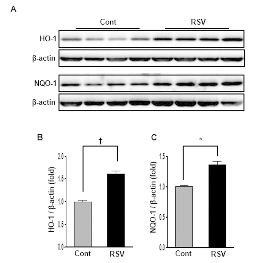 Effects of resveratrol on the HO-1 and NQO-1 protein expressions. Representative western blots of HO-1 and NQO-1 protein levels. (A) The protein levels of HO-1 and NQO-1 were higher in the RSV group than in the control (Cont) group (B, C). Quantitative analysis of the results is shown (*PP