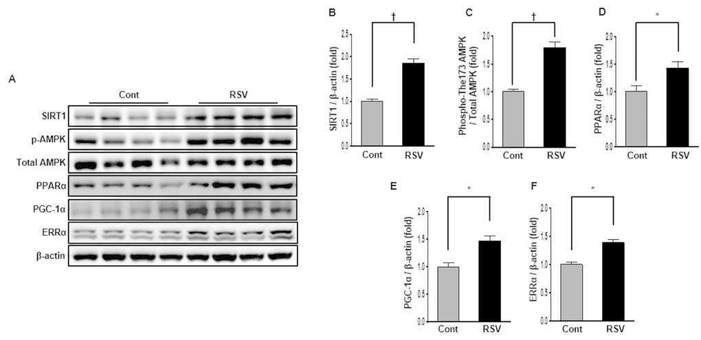 Effects of resveratrol on the expression of SIRT1-related proteins. Representative western blots of SIRT1, phospho-Thr172 AMPK, PPARα, PGC-1α, and ERR-1α protein levels (A). Compared with the control (Cont) group, expression of SIRT1 was significantly increased in the RSV group (B). The phospho-Thr172 AMPK/total AMPK ratio was also increased in the RSV group (C). PPARα, PGC-1α and ERR-1α protein levels were higher in RSV than in Cont (D-F). Quantitative analysis of the results is shown (*PP
