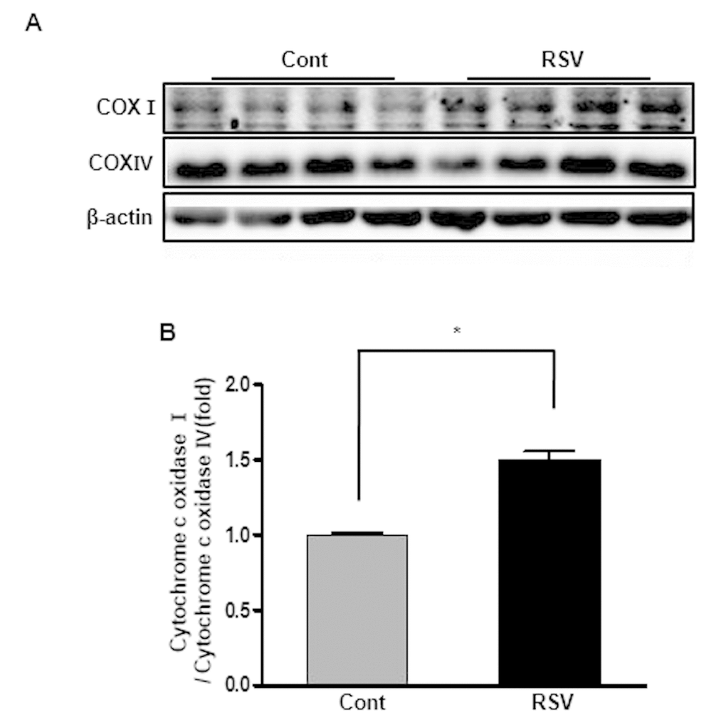Effects of resveratrol on the expression of cytochrome c oxidases. Representative western blots of cytochrome c oxidase I and IV protein levels (A). The cytochrome c oxidase I/cytochrome c oxidase IV expression ratio was increased in the RSV group compared to that in the control (Cont) group (B). Quantitative analysis of the results is shown (*P