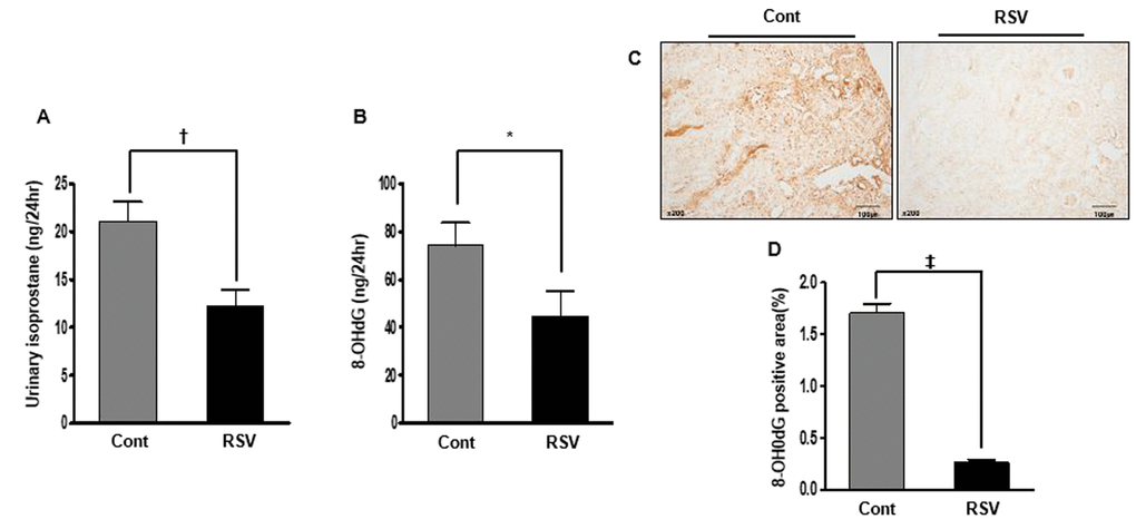 Effects of resveratrol on renal oxidative stress. The 24-h urinary 8-epi-prostaglandin F2α (isoprostane) levels were decreased in the RSV group (A). Moreover, the 24-h concentration of urinary 8-hydroxy-deoxyguanosine was also decreased in the RSV group compared to that in the control (Cont) group (B). Significantly, the positive area expression of 8-OH-dG in renal tissue was decreased in the RSV group (C, D) (*PPP
