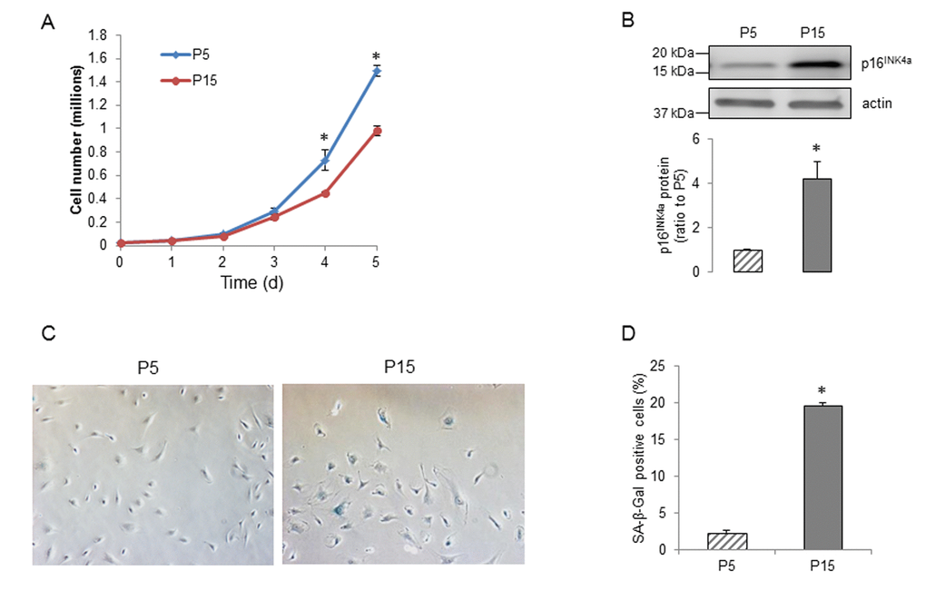 Senescence of human BMECs. (A) Growth curves of P5 and P15 human BMECs, n=3, *PB) Expression of senescence-associated marker p16INK4a in human BMECs, n=9. (C) Staining of young and senescent human BMECs for SA-β-Gal (left) and the percentage of β-gal positive cells (right), n=6. Data are presented as mean±SEM, *P