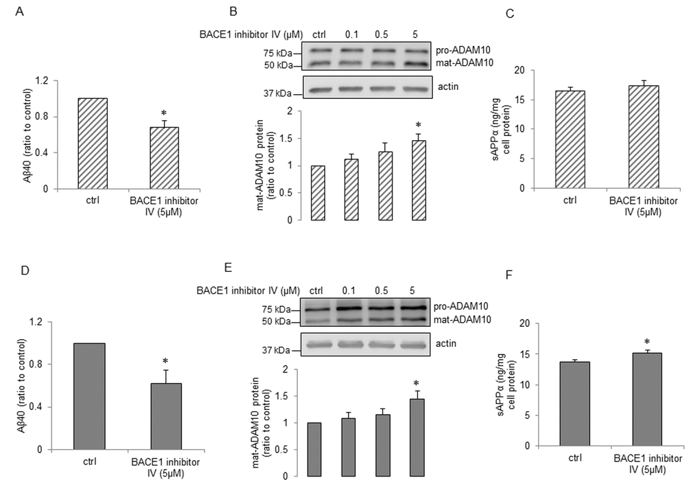 The effects of BACE1 inhibitor IV on young and senescent human BMECs. P5 cells (A and C) and P15 cells (D and F) were treated with 2ml EGM2 + BACE1 inhibitor IV (5μM) or 2ml EGM2 alone (ctrl) for 24h. Aβ40 (A and D, n=6-7) and sAPPα (C and F, n=6) levels from cell supernatants were analyzed using commercially available ELISA kits respectively. P5 cells (B) and P15 cells (E) were treated with BACE1 inhibitor IV with indicated concentrations for 24h. Protein samples were subjected to Western blot, n=4. Data are presented as mean±SEM, *P