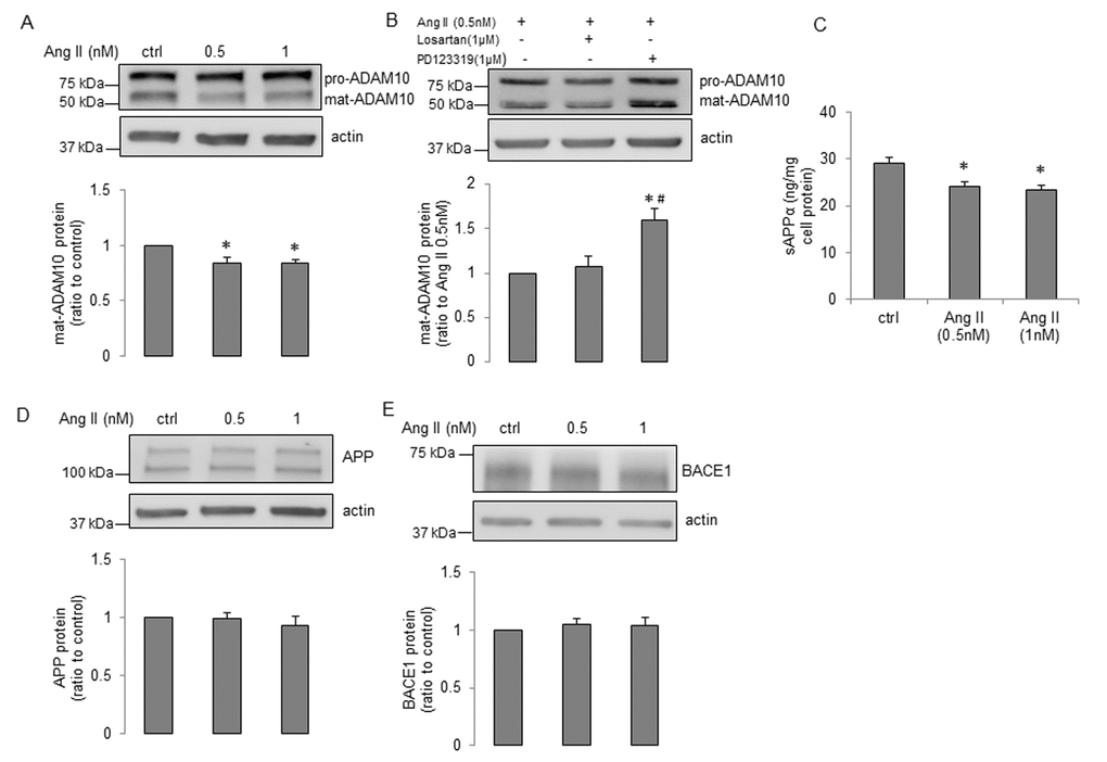 Ang II impairs α-processing of APP in senescent human BMECs. Cells were treated with Ang II with indicated concentrations for 24h. Cell lysates were collected for Western blot. Protein expression of (A) ADAM10, (D) APP and (E) BACE1 were measured, n=6-7. (C) Cell supernatants (1.5ml) were collected for sAPPα detection via a commercially available ELISA kit, n=11. *PB) Senescent cells were treated with losartan (1μM) or PD123319 (1μM) for 1h, and then incubated with Ang II (0.5nM) for 24h. ADAM10 expression was measured, n=10. *P#P