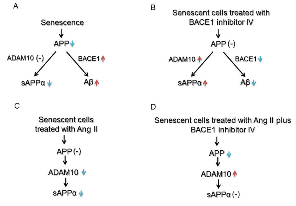 Schematic summary of effects of senescence, Ang II and BACE1 inhibitor IV on expression and processing of APP in human BMECs. (A) and (B) Senescence impairs α-processing of APP and enhances β-processing of APP. BACE1 inhibitor IV reverses the impairment caused by senescence by inhibiting Aβ generation and increasing expression of ADAM10 and sAPPα production. (C) and (D) Ang II impairs α-processing of APP in senescent cells. BACE1 inhibitor IV reverses reduced ADAM10 expression caused by Ang II, but does not affect sAPPα production, most likely as a result of decreased expression of APP. [↑= up-regulation, ↓=down-regulation, (-)=no effect]