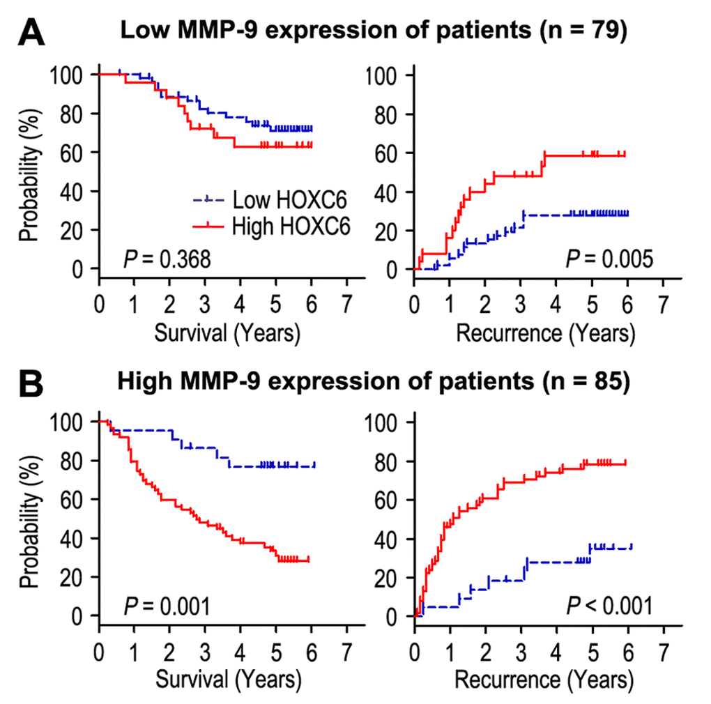 Overall survival and time to recurrence are shown for patients with low MMP-9 expression (A) and high MMP-9 expression (B). Kaplan-Meier survival estimates and log-rank tests were used to assess the association between HOXC6 expression and overall survival or time to recurrence in patients with low MMP-9 expression (n = 79) or high MMP-9 (n = 85).