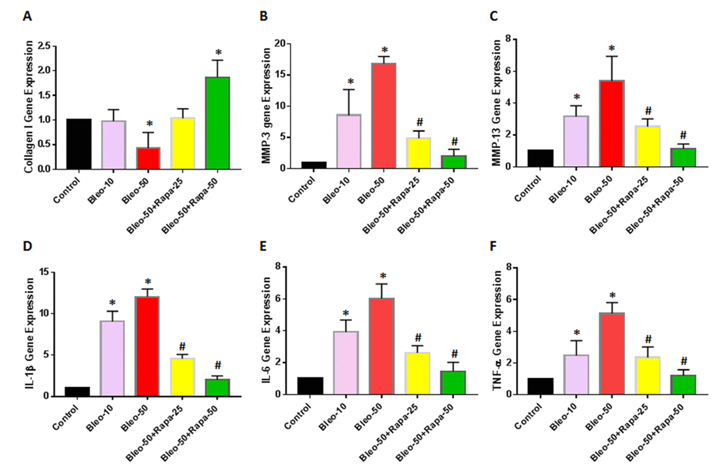 Gene expression in rabbit AFSCs cultured in growth medium with five different conditions for 6 days and tested by qRT-PCR. (A) Collagen I gene expression; (B) MMP-3 gene expression; (C) MMP-13 gene expression; (D) IL-1β gene expression; (E) IL-6 gene expression; (F) TNF-α gene expression. The results indicated that low concentration of bleomycin did not change the expression of collagen I in AF cells, however, high concentration of bleomycin (50 μg/ml) decreased collagen type I expression in AF cells. Adding low concentration of rapamycin (25 nM) in bleomycin treated AF cells didn’t change the collagen I expression, but high concentration of rapamycin (50 nM) increased by 50% the collagen I levels in AF cells (A). In addition, the gene expression of MMP-3 (B) and MMP-13 (C) was increased in a bleomycin concentration-dependent manner. Rapamycin decreased the expression of MMP-3 and MMP-13 in AF cells compared to bleomycin alone. Moreover, inflammatory-related genes, such as IL-1β (D), IL-6 (E) and TNF-α (F) were increased in bleomycin treated AF cells; rapamycin inhibited the expression of these inflammation genes. *p#P