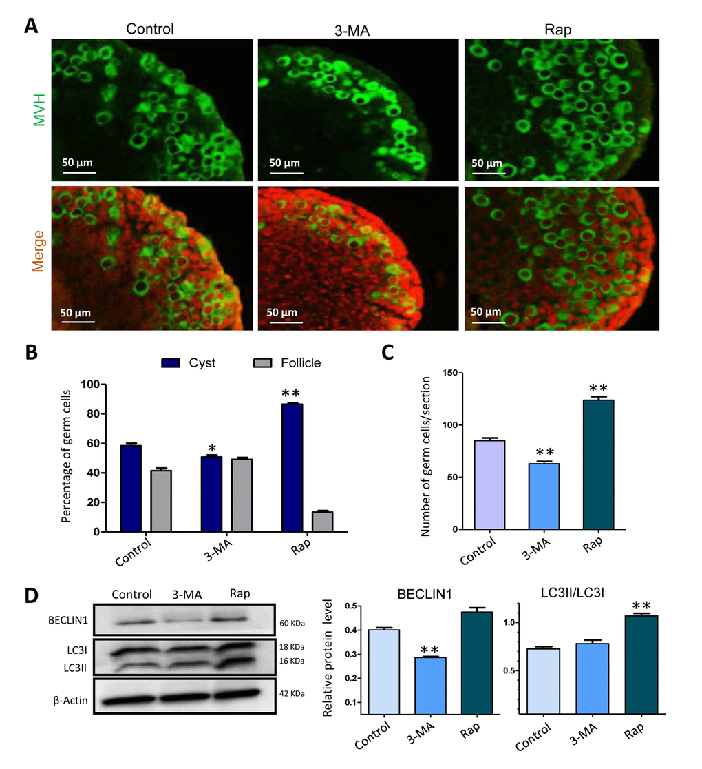 Autophagy depressed germ cell cyst breakdown and increased the number of surviving gem cells after 3 days of treatment. (A) IF staining for MVH (green) of control, rapamycin and 3-MA treated mouse ovaries for 3 days. (B) Percentage of germ cells in cysts and follicles in the three groups after 3 days treatment. (C) Average number of survived oocytes in the three groups. (D) Level of BECLIN1 protein in control, rapamycin and 3-MA treated ovaries (6 h). The results are presented as mean ± SD. *P 