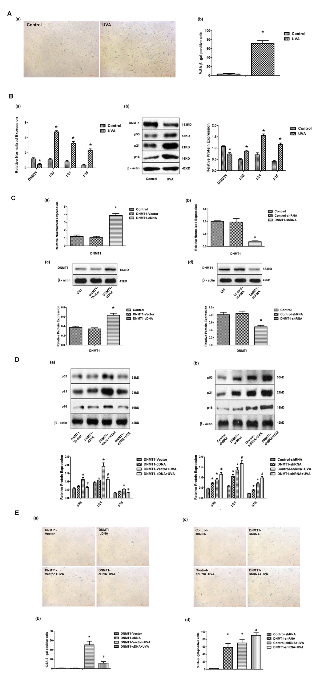 DNMT1 attenuates UVA-induced senescence in HDFs. (A)Senescence-associated β-galactosidase (SA-β-gal) activity in HDFs, showing representative images from three independent experiments (a), (scale bar = 200 µm), and the mean percentage of SA-β-gal-positive cells (b).Error bars represent standard deviation from the mean.* vs control, P B). (a) DNMT1, p53, p21, and p16 mRNA expression, as determined by real-time PCR. Each sample was analyzed in triplicate for each condition. Data are shown as the mean of three independent experiments. * vs control, P C) DNMT1 expression at the mRNA level (a, b) and the protein level (c, d), determined by real-time PCR or Western blotting, respectively, in HDFs transfected with either DNMT-cDNA or DNMT-shRNA expressing lentivirus (n = 3).* vs DNMT-vector or control-shRNA, PD)Western blots images (upper panels) and quantitative analysis (lower panels) showing p53, p21, and p16 protein expression. Data are epresentative of three independent experiments. (E)Senescence-associated β-galactosidase(SA-β-gal) activity in cells under the indicated conditions. Representative images are shown (scale bar = 200 µm). The percentages of SA-β-galpositive cells under each condition are presented as the mean ± standard deviation of three independent experiments. * vs DNMT-vector or control-shRNA, P 