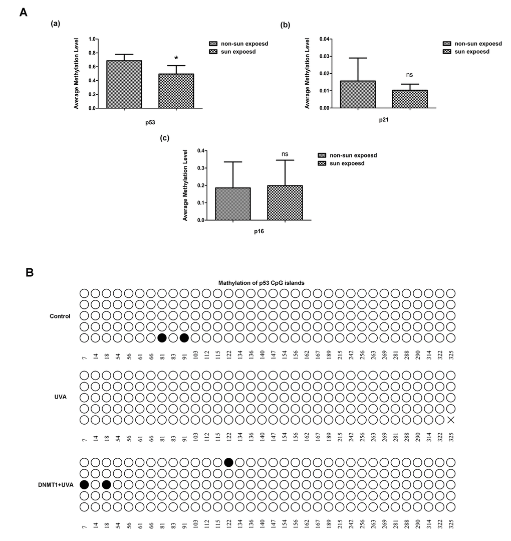 DNMT1 regulates p53 by modifying CpG methylation. (A) Relative methylation of the promoters of the senescence-associated genes p53, p21, and p16, in sun-exposed or non-sun-exposed human skin samples, * vs non-sun exposed, P B) Relative methylation of the p53 promoter region in untreated HDFs(a), UVA-irradiated HDFs (b), and UVA-irradiated HDFs over-expressing DNMT1(c). Each horizontal line represents an individual DNA molecule, and the circles represent CpG dinucleotides. Filled circles: methylated CpGs; open circles: unmethylated CpGs. Numbers at the bottom of the figure indicates CpG position.