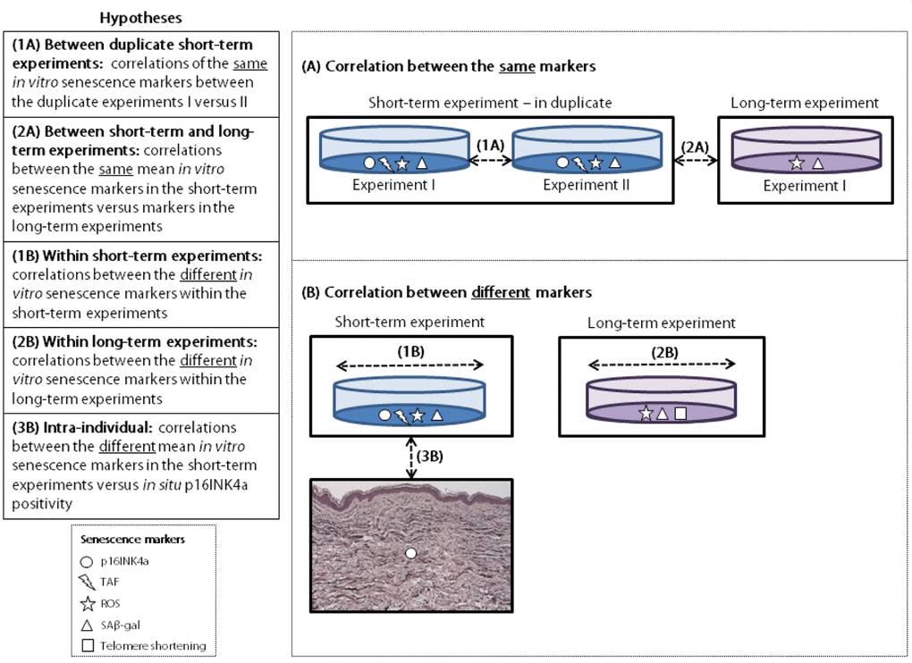 Explanation of hypotheses tested. TAF: telomere associated foci. ROS: reactive oxygen species. SAβ-gal: senescence-associated β galactosidase.