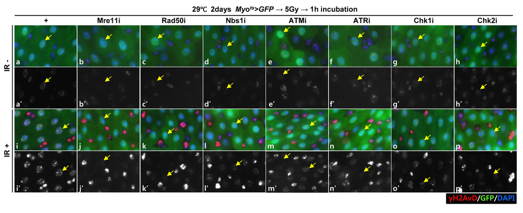 EC-specific knockdown of DDR cause EC cell death. Effect of knockdown of EC-specific DDR-related factors on γH2AvD signals after irradiation. γH2AvD signals after 5 Gy irradiation in the EC-specific Mre11, Rad50, Nbs1, ATM, ATR, Chk1, or Chk2 knockdown in the midgut. Flies carrying Myots>GFP (a-a’ and i-I’), Myots>GFP+Mre11i (b-b’ and j-j’), Myots>GFP+Rad50i (c-c’ and k-k’), Myots>GFP+Nbs1i (d-d’ and l-l’), Myots>GFP+ATMi (e-e’ and m-m’), Myots>GFP+ATRi (f-f’ and n-n’), Myots>GFP+Chk1i (g-g’ and o-o’), or Myots>GFP+Chk2i (h-h’ and p-p’) were cultured at 29 °C for 2 days and exposed to γ-radiation. a-h’, non-irradiation. i-p’, 5 Gy irradiation. a-p panels depict the merged images and a’-p’ panels denote the gray scale versions for the images corresponding to γH2AvD signals. One hour after irradiation, the guts of the irradiated flies were dissected and labeled with anti-GFP (green) and anti-γH2AvD (red) antibodies and 4′,6-diamidino-2-phenylindole (DAPI, blue). Yellow arrows indicate EC. Original magnification is 400×.