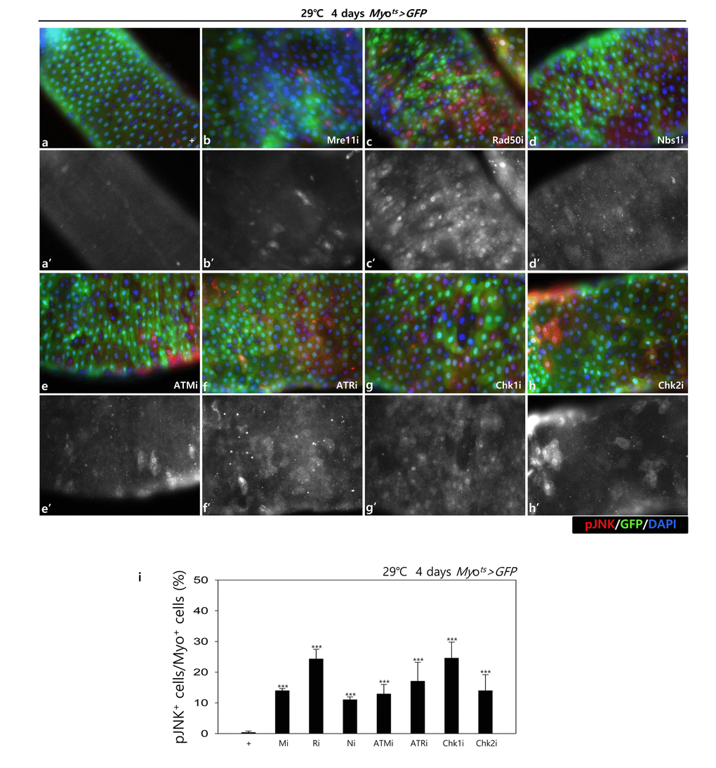 EC-specific knockdown of DDR cause EC cell death. EC-specific knockdown of Mre11, Rad50, Nbs1, ATM, ATR, Chk1, or Chk2 induce JNK activation in ECs. Flies carrying Myots>GFP (a-a’), Myots>GFP+Mre11i (b-b’), Myots>GFP+Rad50i (c-c’), Myots>GFP+Nbs1i (d-d’), Myots>GFP+ATMi (e-e’), Myots>GFP+ATRi (f-f’), Myots>GFP+Chk1i (g-g’), or Myots>GFP+Chk2i (h-h’) genotypes were cultured at 29°C for 4 days. a-h panels depict the merged images and a’-h’ panels denote the gray scale versions for the images corresponding to pJNK signals. Original magnification is 400×. (i) A graph showing the ratio of pJNK+ cells in Myo-GFP+ cells. The data (mean ± SE) from 5 guts, respectively. ***p 