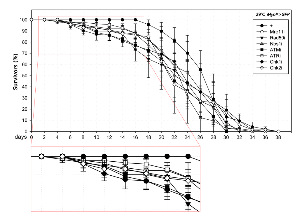 High sensitivity to mild oxidative stresses exhibited by flies with EC-specific knockdown of DNA damage response (DDR)-related factors. Death rate at the early stage of flies with the knockdown of EC-specific DDR-related factors. Flies carrying Myots>GFP (closed circle), Myots>GFP+Mre11i (open circle), Myots>GFP+Rad50i (closed inverted triangle), Myots>GFP+Nbs1i (open triangle), Myots>GFP+ATMi (closed quadrangle), Myots>GFP+ATRi (open quadrangle), Myots>GFP+Chk1i (closed rhombus), or Myots>GFP+Chk2i (open rhombus) genotypes were cultured at 29 °C and survivors were counted every two days (n=62, 82, 56, 58, 77, 92, 78, 59, respectively).