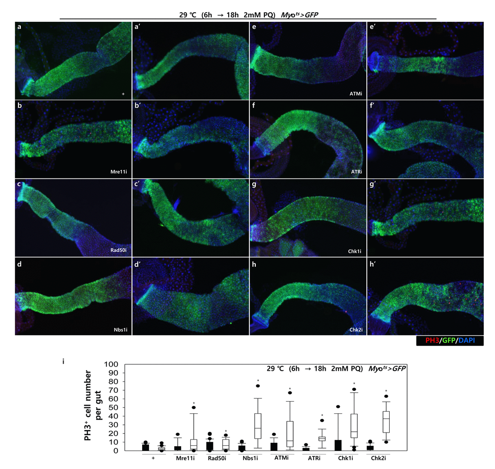 High sensitivity to mild oxidative stresses exhibited by flies with EC-specific knockdown of DNA damage response (DDR)-related factors. EC-specific DDR-related factor knockdown flies evince a higher sensitivity to mild oxidative stress. Three-day-old flies carrying Myots>GFP, Myots>GFP+Mre11i, Myots>GFP+Rad50i, Myots>GFP+Nbs1i, Myots>GFP+ATMi, Myots>GFP+ATRi, Myots>GFP+Chk1i, or Myots>GFP+Chk2i genotypes were cultured for 6 h at 29 °C in normal media, and then were fed without (a-h, closed bars) or with 2 mM PQ (a’-h’, open bars) in 5% sucrose for 18 h at 29 °C. The number of PH3+ cells in their guts was imaged (a-h’) and counted (i). p-values were calculated using Student’s t-test. *p 