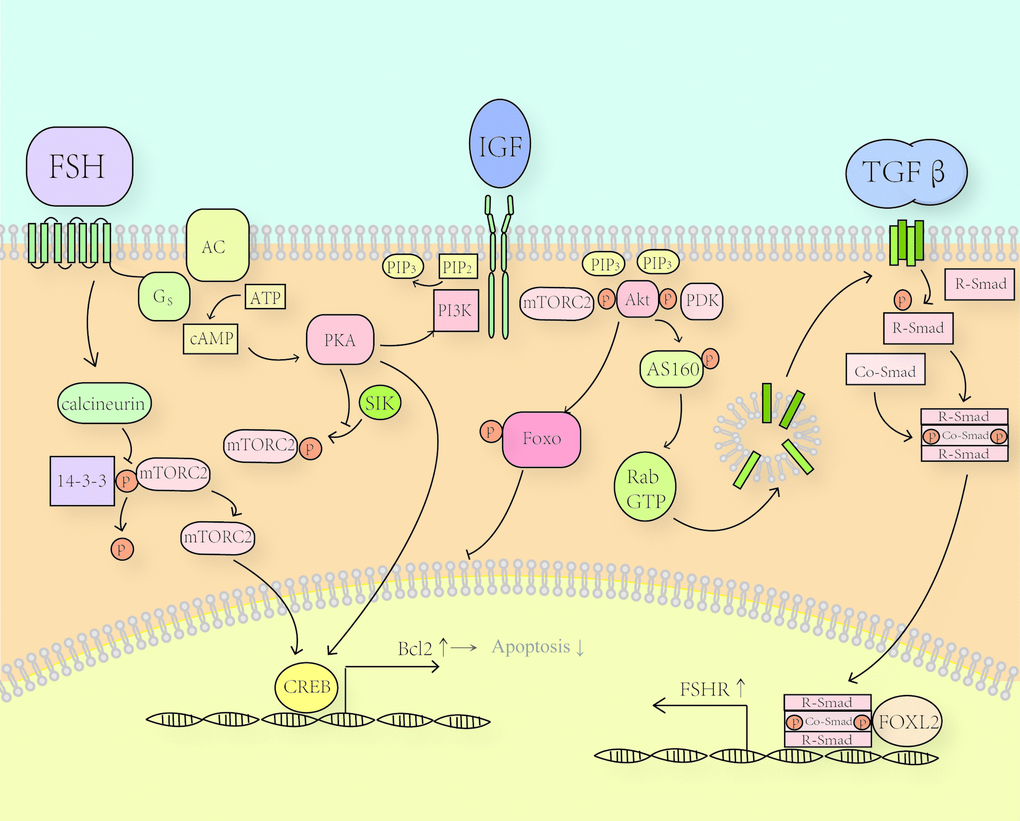 Crosstalk between TGF-β signaling and PKA/PI3K/Akt axis. TGF-β signals through tetramer receptors as dimers. TGF-β receptors phosphorylate R-Smad and two phosphorylated R-Smad forms a complex with one Co-Smad. This complex can enter the nucleus and bind to the Smad-binding element in the FSHR promotor and promote the expression of FSH receptors. FOXL2 can strengthen this effect by binding to a forkhead-binding element near the Smad-binding element. Akt induced by FSH through PKA can phosphorylate AS160 mainly at Thr642, which is a guanosine triphosphatase (GTPase)-activating protein. Then activated GTPase proteins facilitate the fusion of TGF-βR loaded vesicles to the membrane.