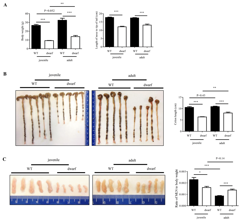 Age-related alterations in body weight, colon length and MLN weight of dwarf mice. (A) Body weight (left panel) and body length (right panel) in juvenile and adult mice. (B) Colon length in juvenile (left panel) and adult (middle panel) mice. Right panel, average length of five colons. (C) MLN size in juvenile (left panel) and adult (middle panel) mice. Right panel, ratio of MLN weight/body weight in five mice. *, P 