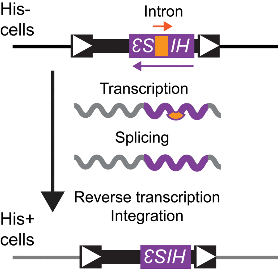 Ty1his3AI assay for measuring Ty1 retromobility. A strain with a deletion at the endogenous HIS3 locus harbors a chromosomal Ty1 element with the his3AI indicator gene between Ty1 coding sequences and the 3′ long terminal repeat (white arrowheads indicate long terminal repeats). The strain cannot grow in the absence of histidine because the HIS3 sequence within Ty1 is disrupted by an oppositely oriented intron (AI, labeled “Intron” in drawing) that is not spliced when transcription initiates from the HIS3 promoter. Transcription of Ty1his3AI from the Ty1 promoter allows splicing of AI, and reverse transcription produces a Ty1HIS3 cDNA that can be incorporated into the genome. Cells that acquire Ty1HIS3 through a retromobility event express HIS3 and gain a His+ prototroph phenotype.