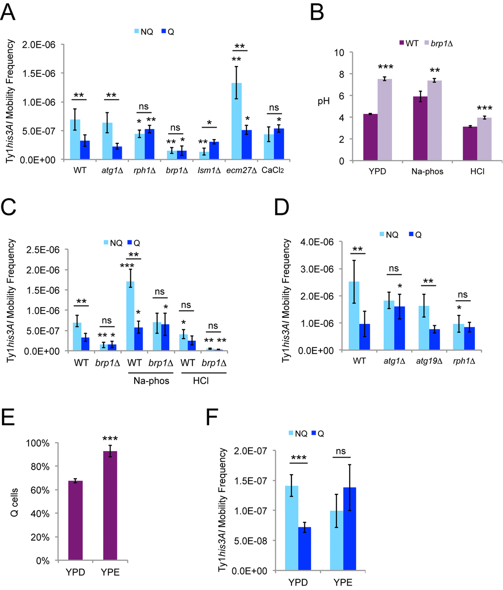 Ty1 retromobility asymmetry between quiescent and nonquiescent stationary phase cells also depends on LSM1, calcium, and pH homeostasis. (A) His+ frequencies in stationary phase cells grown in YPD and fractionated into quiescent (Q) and nonquiescent (NQ) subpopulations for the indicated genotypes or with chronic exposure to 100 mM calcium chloride. Results from three to six trials are shown. (B) Final (stationary phase) medium pH for Q and NQ cells from wild type or brp1∆ mutants for cells grown in control YPD medium, or YPD medium with an initial pH of 7.1 or 4.1 due to addition of 20 mM sodium phosphate (Na-phos) or 30 mM hydrochloric acid (HCl), respectively. Data are from three to five trials each. (C) His+ frequencies in Q and NQ cells for the strains and control or alternative media conditions from panel B. Control wild type data are the same as in panel A. (D) His+ frequencies in Q and NQ cells fractionated from the indicated strains after growth in SC medium. Results are for three to five trials. (E) The proportion of Q cells after fractionation of cells grown to stationary phase in YPD or YP + 2% ethanol (YPE) for three trials. (F) His+ frequencies in Q and NQ cells isolated after growth in YPD or YPE for three trials. All graphs show mean values with standard deviation, and symbols for statistical significance are as for Fig. 2.