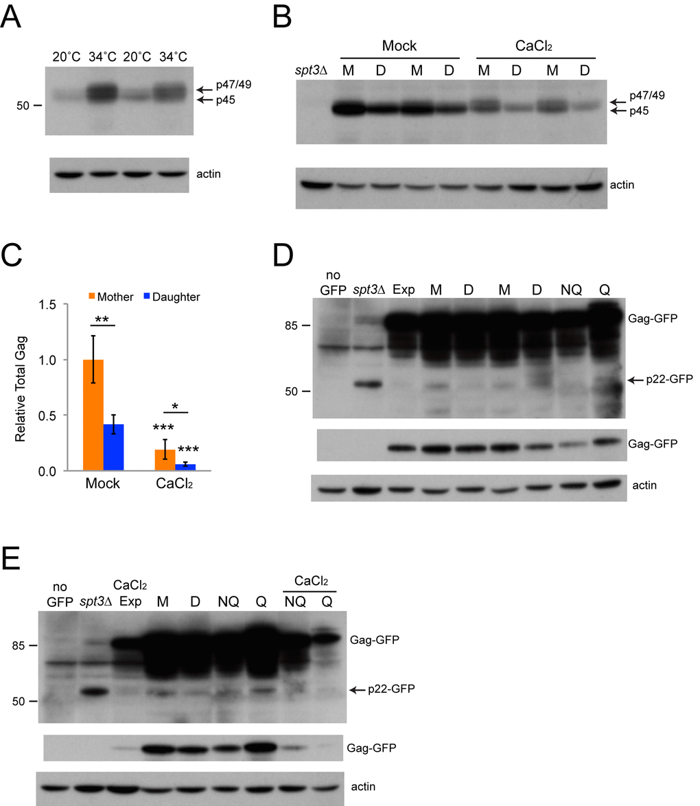 Mother cells have increased levels of Gag. (A) Western blot of protein extracts from cells grown in YPD to late exponential phase at the indicated temperatures. Upper panel shows the blot probed with Gag antibody and the lower panel shows the blot stripped and reprobed with beta-actin antibody. Arrows indicate the migration of the alternative forms of Gag, and the number to the left shows the migration of a 50 kD protein size standard. (B) Western blot for Gag protein present in extracts of sorted mother (M) and daughter (D) cells grown in YPD without or with 100 mM calcium chloride, as described for panel A. An extract from an spt3∆ strain was used as a control for low Gag expression. (C) Quantification of the Gag signal normalized to beta-actin from Western blots of mother and daughter cell extracts grown with or without 100 mM calcium chloride. Data are mean and standard deviation values for three trials. Horizontal bars indicate comparisons between mothers and daughters. Asterisks over individual columns indicate comparisons to mock treatment. Symbols for statistical significance are as for Fig. 2. (D-E) Westerns blots of extracts prepared from mother (M), daughter (D), nonquiescent (NQ), quiescent (Q), and exponential phase (Exp) cells expressing a Gag-GFP fusion protein, or a control strain lacking the fusion protein (no GFP). Upper two blot panels in each case were probed with a GFP antibody, with the top image being overexposed to show p22-GFP (arrow). Middle image shows a shorter exposure for Gag-GFP, and bottom image shows the blot stripped and reprobed with beta-actin antibody. Some extracts were prepared from cells grown in 100 mM calcium chloride for panel E, as indicated. Migration of 85 and 50 kD size standards is indicated to the left for the top image.