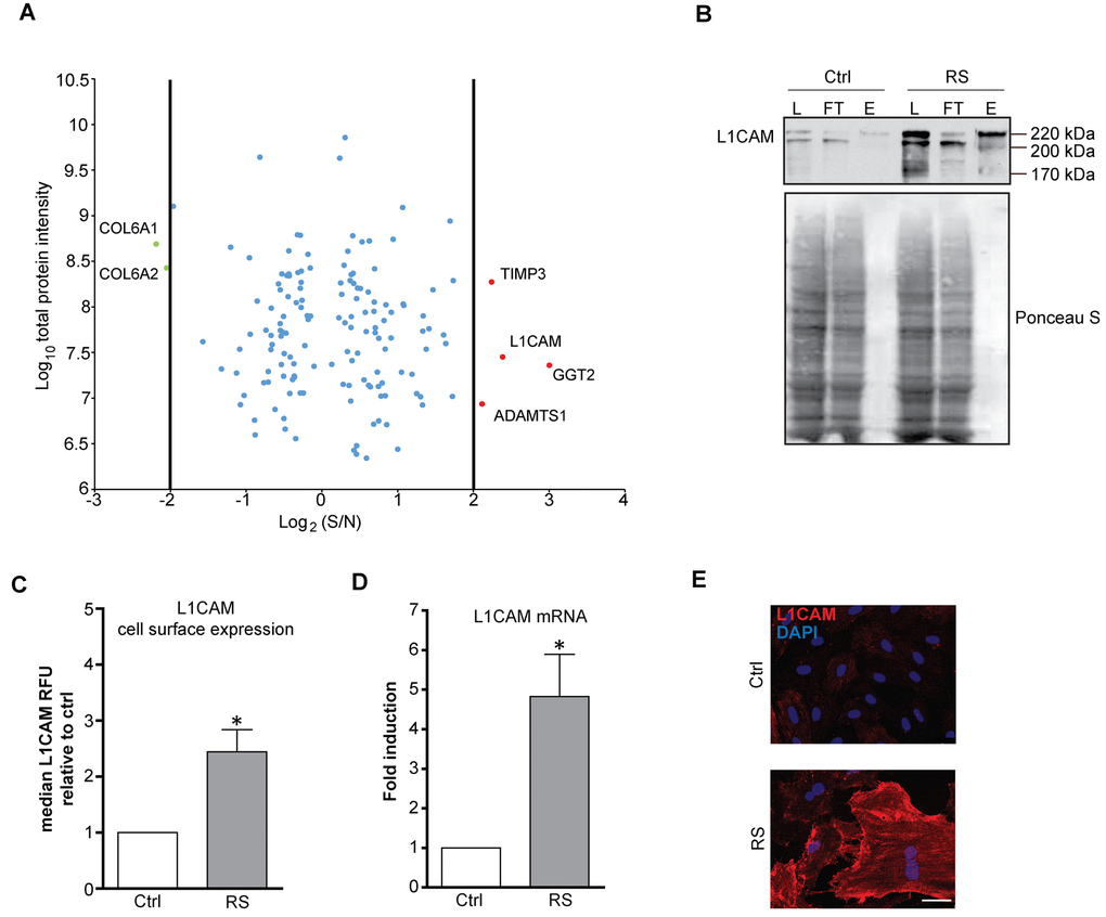 L1CAM is enriched on the surface of replicatively senescent fibroblasts. (A) Proteomic analysis of the surface of senescent cells. Down- (green dots  four fold) proteins in senescent cells. (B) Cell surface proteins of proliferating (Ctrl) and replicatively senescent (RS) BJ fibroblasts were modified by biotin and captured on a streptavidin column (see Material and Methods for details), and fractions were validated for the presence of L1CAM by Western blotting. L – load (total protein); FT – flow through (non-biotinylated protein fraction), E – elution (biotinylated protein fraction). Ponceau S staining is shown to demonstrate protein loading. (C) FACS analysis of the surface level of L1CAM in BJ fibroblasts. (D) mRNA level of L1CAM normalized to GAPDH in replicatively senescent BJ cells. (E) Live cell immunofluorescence detection of L1CAM in proliferating (Ctrl) and replicatively senescent (RS) BJ (upper panel) and MRC5 (lower panel) fibroblasts. Scale bar, 50 μm. All experiments were performed in biological triplicates. For statistics, two-tailed Student’s t-test was used: p ˂ 0.05 (*); p ˂ 0.01 (**); p ˂ 0.001 (***).