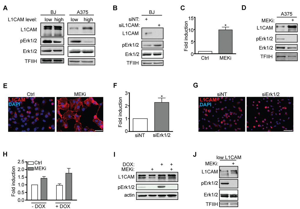 Interaction of L1CAM with the Erk signaling pathway. (A) Erk 1/2 activity detected as phosphorylation of Erk1/2 (pErk1/2) compared in BJ and A375 cells sorted for L1CAM high and low cell surface level. (B) The effect of L1CAM downregulation using RNA interference on Erk1/2 activity detected by immunoblotting in BJ fibroblasts. (C) L1CAM mRNA level estimated by real time RT-PCR after inhibition of MEK by selumetinib (10 μM; MEKi) in A375 cells. Total (D) and surface L1CAM levels (E) detected by immunoblotting and live cell staining, respectively, in A375 cells after MEK inhibition using selumetinib (10 μM; MEKi). L1CAM mRNA (F) and surface protein level (G) in A375 after downregulation of Erk1/2 using RNA interference (siErk1/2). L1CAM mRNA (H) and total protein (I) levels in control (-DOX) and H-RAS-induced (+DOX) BJ cells before (ctrl) and after inhibition of MEK using selumetinib (10 μM; MEKi). (J) The effect of MEK inhibition by selumetinib (10 μM; MEKi) on the L1CAM total protein level in H-RAS-induced senescent BJ cells sorted for low L1CAM level. Non-template siRNA was used as a control (siNT). For immunoblotting, TFIIH or β-actin were used as a control of equal protein loading. For real time RT-PCR, GAPDH was used as the reference gene. Scale bar, 100 μm. All experiments were performed in three independent replicates. p ˂ 0.05 (*), two-tailed Student’s t-test.