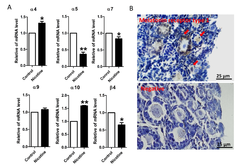 qRT-PCR analysis of nicotinic acetylcholine receptor (nAChRs) subunit mRNA and immunolocalization of MT1 protein in the neonatal mouse ovaries. (A) Relative changed of nAChR in mRNA expression in the normal control, intraperitoneally injected 1 mg/kg nicotine treated mouse ovaries. The results are presented as mean±SD. All the experiments were repeated at least three times. * P B) Immunolocalization of MT1 receptor in neonatal mouse ovarian follicles (arrows) and negative control.