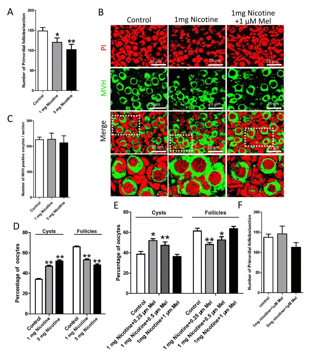 Melatonin promotes the delay of cyst breakdown and primordial follicles assembly progression in nicotine-exposed ovaries. (A) Number of primordial follicles in one section after 5 days intraperitoneally injected nicotine at incresing dosage (1 and 5 mg per kg of body weight per day). (B) Representative image of germ cell cyst breakdown and primordial follicle assembly alignment in control, intraperitoneally injected 1 mg/kg nicotine and intraperitoneally injected 1 mg /kg nicotine plus 1μM melatonin pups. Oocytes are stained green with anti-Mvh antibody, nuclei of oocytes and pregranulosa cells are stained red with PI. (C) Number of oocytes in one section after 5 days intraperitoneally injected nicotine. (D) Percentage of oocytes in cyst and follicle after 5 days intraperitoneally injected nicotine at incresing dosage. (E) Percentage of oocytes in cyst and follicle after 5 days intraperitoneally injected 1 mg /kg nicotine plus 0.25 μM, 0.5 μM and 1 μM melatonin respectively. (F) Number of primordial follicles in one section after 5 days intraperitoneally injected 1 mg /kg nicotine plus 1 μM melatonin and 5 mg /kg nicotine plus 1 μM melatonin respectively. The results are presented as mean±SD. All the experiments were repeated at least three times. * P 