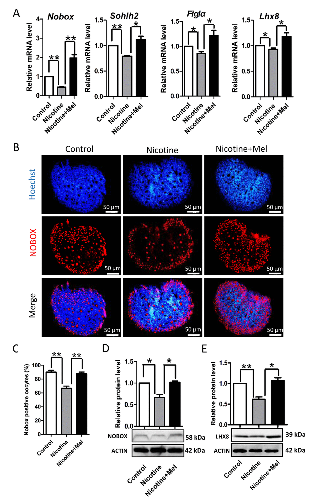 Effect of melatonin on oocyte-specific transcription factors Figla, Nobox, Sohlh2 and Lhx8, which known to be critical for the formation of primordial follicles, in nicotine-treated ovaries. (A) Quantitative RT-PCR for Nobox, Sohlh2, Figla and Lhx8 mRNA levels in control, intraperitoneally injected 1 mg /kg nicotine and intraperitoneally injected 1 mg /kg nicotine plus 1 μM melatonin ovaries. (B) Representative IF for the oocyte-specific transcription factor NOBOX in tissue sections of 5 dpp ovaries from control, intraperitoneally injected 1 mg /kg nicotine and intraperitoneally injected 1 mg /kg nicotine plus 1 μM melatonin Pups. (C) Percentage of oocyte showing strong NOBOX staining in ovary tissue sections. (D) Level of NOBOX protein in control, intraperitoneally injected 1 mg /kg nicotine and intraperitoneally injected 1 mg /kg nicotine plus 1 μM melatonin ovaries. (E) Level of LHX8 protein in control, intraperitoneally injected 1 mg /kg nicotine and intraperitoneally injected 1 mg /kg nicotine plus 1 μM melatonin ovaries. The results are presented as mean±SD. All the experiments were repeated at least three times. * P 