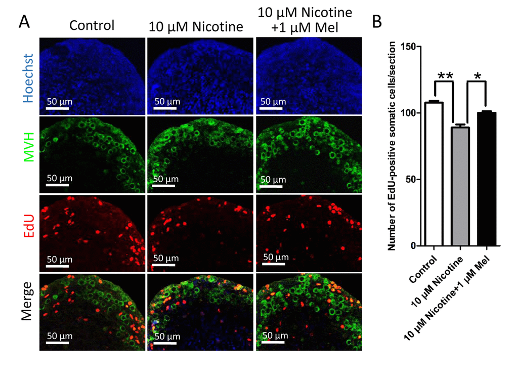 Effect of melatonin on somatic cell proliferation during primordial folliculogenesis in nicotine-exposed ovaries cultured in vitro for 5 days. (A) EdU histochemistry (red) in representative tissue sections of ovaries cultured in vitro from control, 10 μM nicotine and 10 μM nicotine plus 1 μM melatonin. (B) Number of EdU positive somatic cells in each section. The results are presented as mean±SD. All the experiments were repeated at least three times. * P 