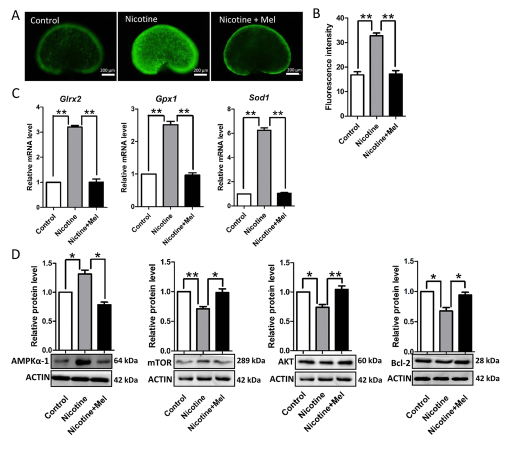 Melatonin decrease ROS levels in nicotine-treated ovaries in vivo. (A) Representative images of ROS levels in control, intraperitoneally injected 1 mg /kg nicotine and intraperitoneally injected 1 mg /kg nicotine plus 1 μM melatonin ovaries. (B) Fluorescence intensity of ROS levels. (C) Level of mRNA of genes involved in oxidative stress, Glrx2, Gpx1 and Sod1, in control, intraperitoneally injected 1 mg /kg nicotine and intraperitoneally injected 1 mg /kg nicotine plus 1μM melatonin ovaries. (D) Protein level of AMPKα-1, mTOR, AKT and BCL-2 in control, intraperitoneally injected 1 mg /kg nicotine and intraperitoneally injected 1 mg /kg nicotine plus 1 μM melatonin ovaries were detected by western blot. The results are presented as mean±SD. All the experiments were repeated at least three times. * P 