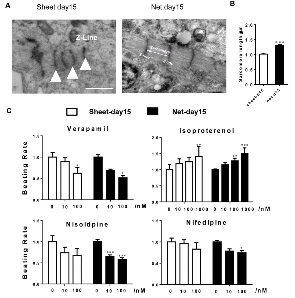 Ultrastructural analyses and drug responses further confirm net-shaped CM maturation. (A) Transmission electron microscopy images of human stem cell-derived CMs 15 days after cardiac differentiation. Scale bar: 1 μm; sarcomere: white triangle. (B) Pharmacological responses of hiPSC-CMs to cardiac-active compounds. Upper panel: nisoldipine and nifedipine; lower panel: verapamil and isoproterenol. All data were normalized to the sheet-day 15 group and are expressed as means±S.E.M. * Statistically significant differences between individual groups (n≥3; *P