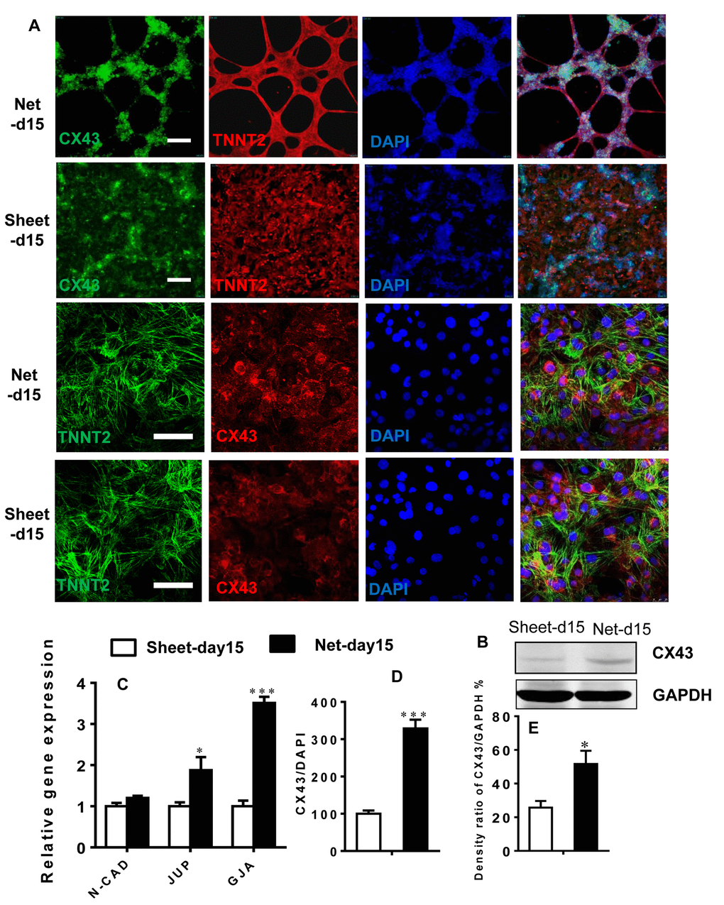 Robust beating of net-shaped CMs enhances connexin expression. (A and D) Immunostaining showing increased levels of connexin-43 (green) in net-shaped CMs. Troponin (red) and DAPI (blue) staining are also shown. (C) Quantitative PCR analysis of N-CAD, JUP, and CX43 expression. (B and E) Up-regulation of the CX43 protein in net-shaped CMs. All data are expressed as means±S.E.M. (n≥3; ***P