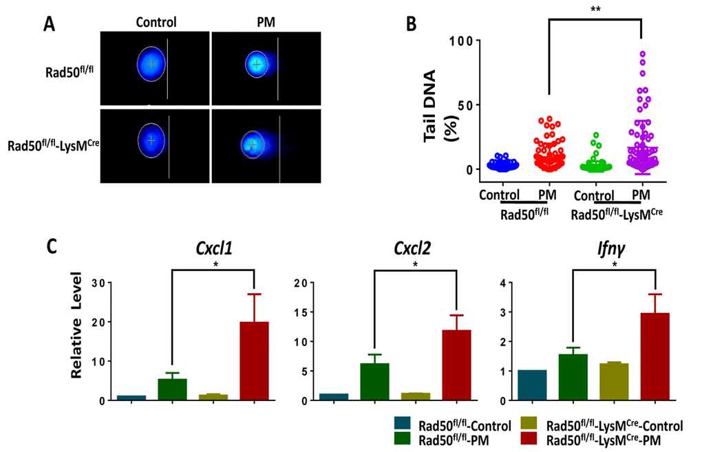 Genetic deletion of RAD50 in macrophages increases cytokine production following particulate matter (PM) stimulation. BMDMs from mice with RAD50 deletion in myeloid cells (RAD50flox/flox-LysMcre) and wildtype (WT) mice (RAD50flox/flox) were treated with PM (100 μg·mL-1). (A) BMDMs were stimulated with PM for 3 hours. Representative images of alkaline comets. (B) Quantification of DNA damage. (C) BMDMs were stimulated with PM for 24 hours. Relative levels of Cxcl1, Cxcl2 and Ifn-γ were determined using quantitative PCR. Data are presented as means ± SEMs across at least 3 independent experiments. *p 