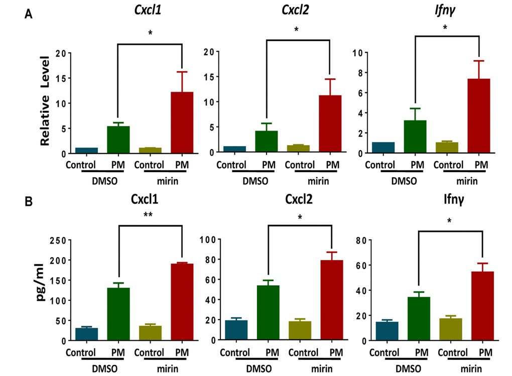 Chemical inhibition of Mre11, a central MRE11-RAD50-NBS1 (MRN) complex component, promotes particulate matter (PM)-induced cytokine production. Wildtype bone marrow–derived macrophages (BMDMs) were incubated with and without the MRN complex inhibitor mirin (administered dose of 100 μM) for 2 hours, then were treated with PM (100 μg·mL-1) for an additional 24 hours. (A) The relative levels of Cxcl1, Cxcl2 and Ifn-γ mRNA transcripts were determined using quantitative PCR. (B) The protein levels of Cxcl1, Cxcl2 and Ifn-γ in the culture supernatants were measured using ELISA. Data are presented as means ± SEMs across at least 3 independent experiments. *p 