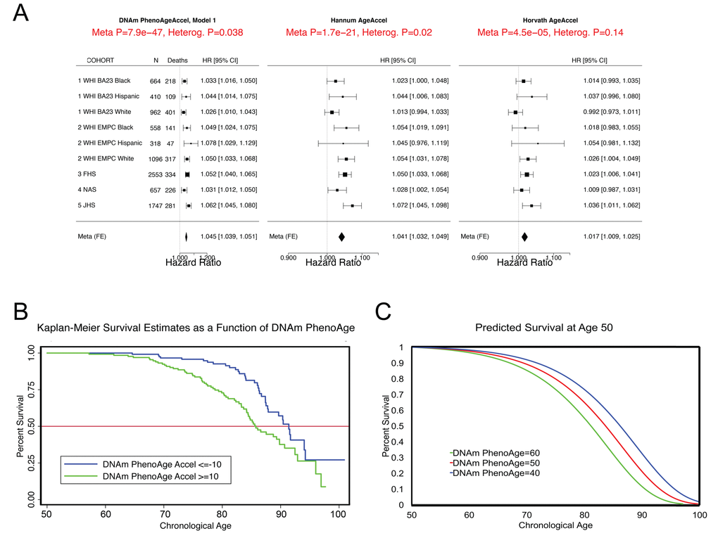 Mortality Prediction by DNAm PhenoAge. (A) Using five samples from large epidemiological cohorts—two samples from the Women’s health Initiative, the Framingham Heart Study, the Normative Aging Study, and the Jackson Heart Study—we tested whether DNAm PhenoAge was predictive of all-cause mortality. The Fig. displays a forest plot for fixed-effect meta-analysis, based on Cox proportional hazard models, and adjusting for chronological age. Results suggest that DNAm PhenoAge is predictive of mortality in all samples, and that overall, a one-year increase in DNAm PhenoAge is associated with a 4.5% increase in the risk of death (p=9.9E-47). This is contrasted against the first generation of epigenetic biomarkers of aging by Hannum and Horvath, which exhibit less significant associations with lifespan (p=1.7E-21 and p=4.5E-5, respectively). (B and C) Using the WHI sample 1, we plotted Kaplan-Meier survival estimates using actual data from the fastest versus the slowest agers (panel B). We also applied the equation from the proportional hazard model to predict remaining life expectancy and plotted predicted survival assuming a chronological age of 50 and a DNAm PhenoAge of either 40 (slow ager), 50 (average ager), or 60 (fast ager) (panel C). Median life expectancy at age 50 was predicted to be approximately 81 years for the fastest agers, 83.5 years for average agers, and 86 years for the slowest agers.